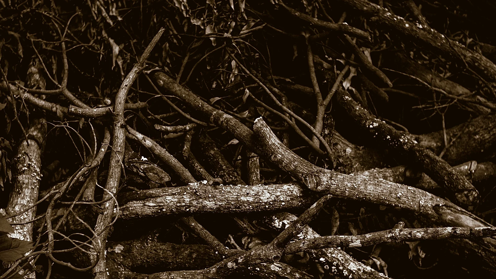 Deseuri lemnoase si resturi vegetale rezultate din taierea si toaletarea arborilor